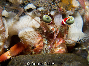 Anemone Crab on a night dive at Alam Batu Housereef by Beate Seiler 